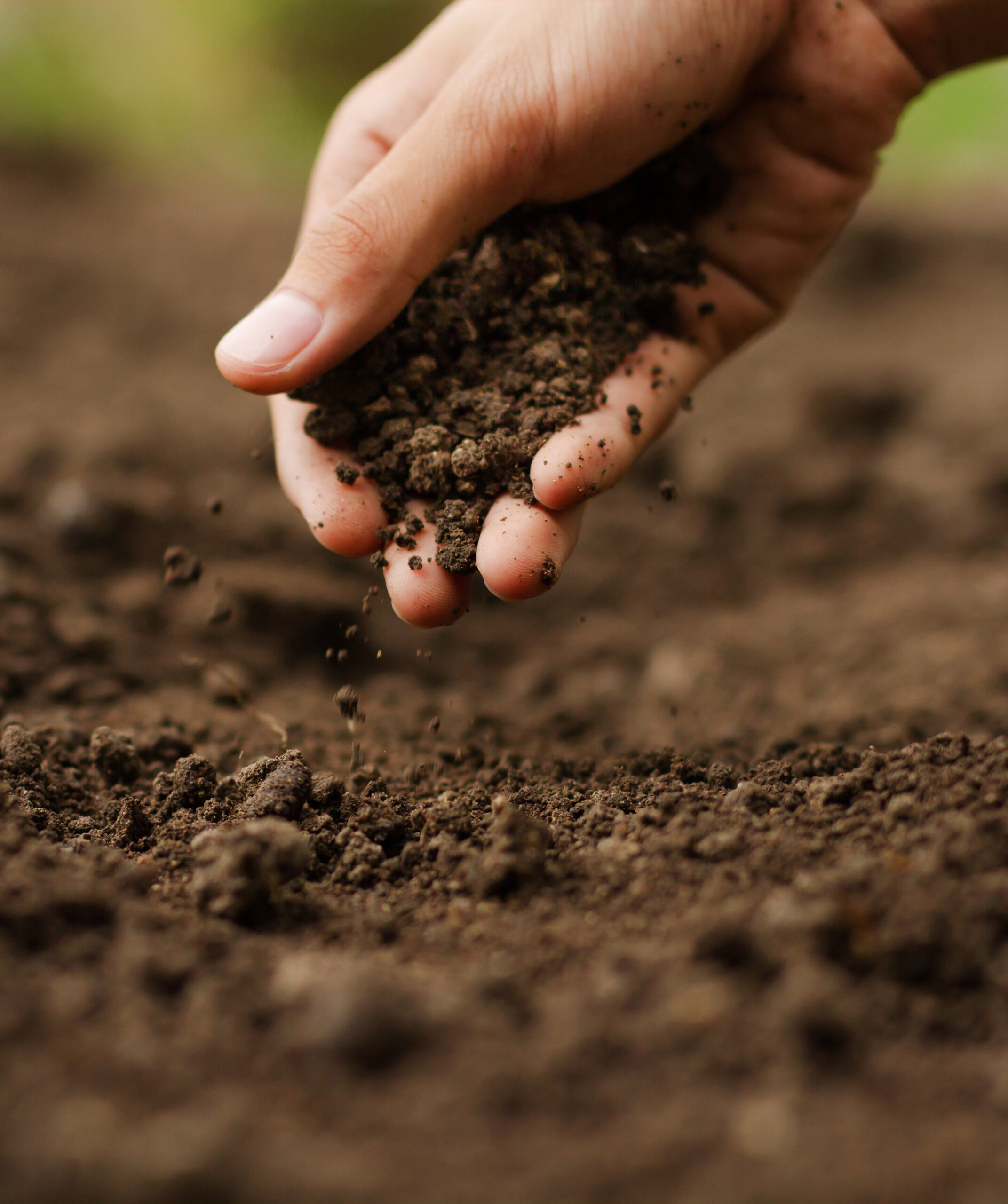 Terra, solo e substrato: tudo que você precisa saber para melhorar o seu cultivo caseiro!