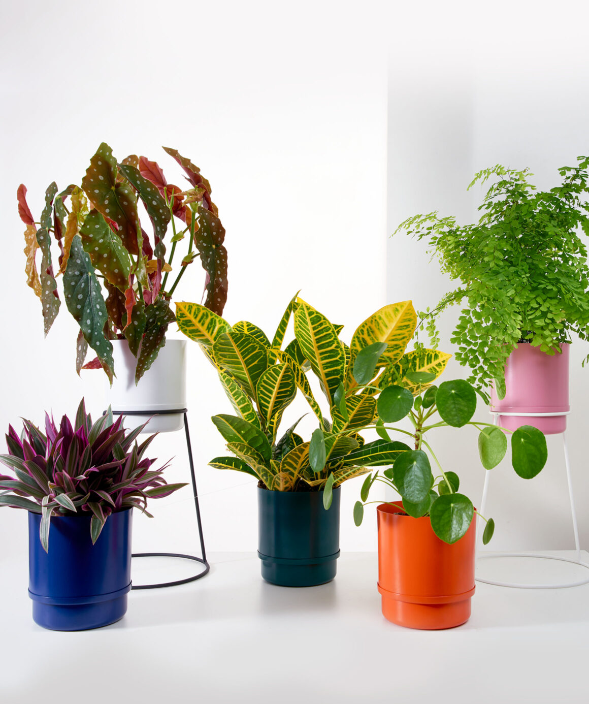 Como escolher o melhor vaso para sua planta: veja dicas essenciais -  BioCultivo